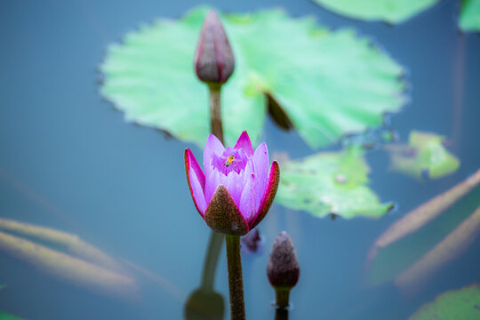 紫色莲花