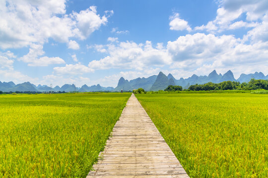 广西柳城古砦稻花飘香景区