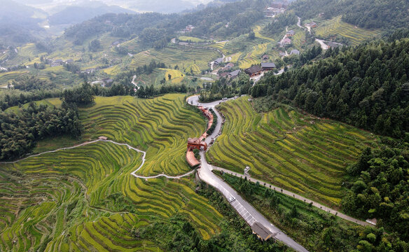 乡村振兴紫鹊界梯田秋景