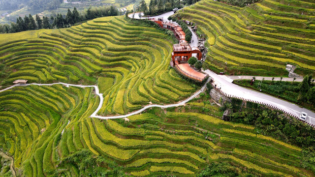 乡村振兴紫鹊界梯田秋景