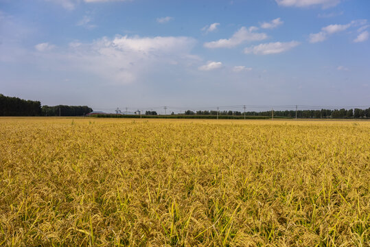 成熟期水稻