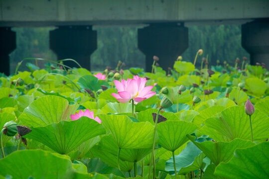 荷花