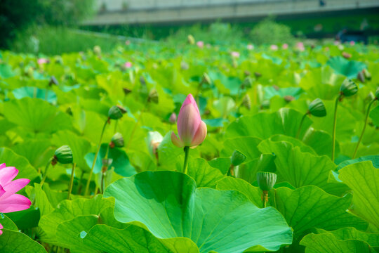 荷花