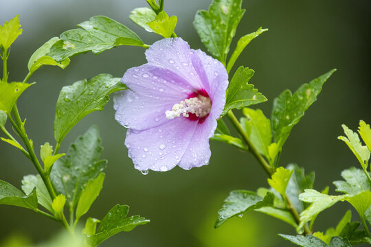 雨中的木槿花