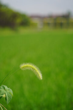 秋日稻田与狗尾巴草