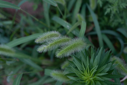 尾巴草