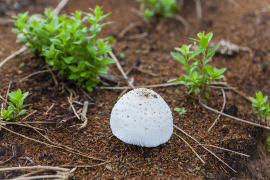 野生蘑菇野生菌