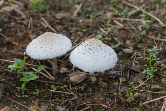 野生蘑菇野生菌