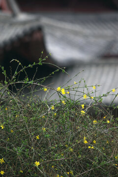 迎春花与古建筑