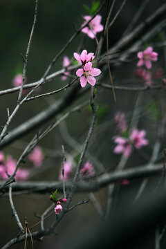 桃花