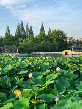 荷花池公园