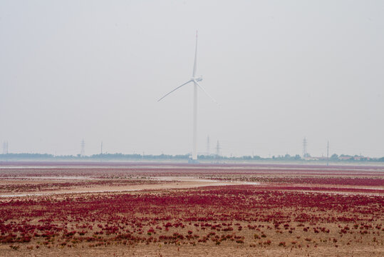 东营红滩湿地滨海公园