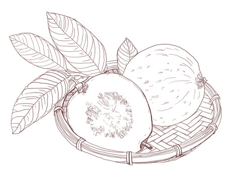 芭樂果番石榴手繪素描插畫