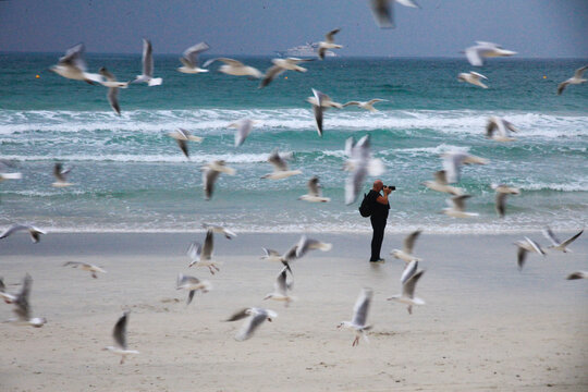 沙滩上与海鸥为伴的摄影者