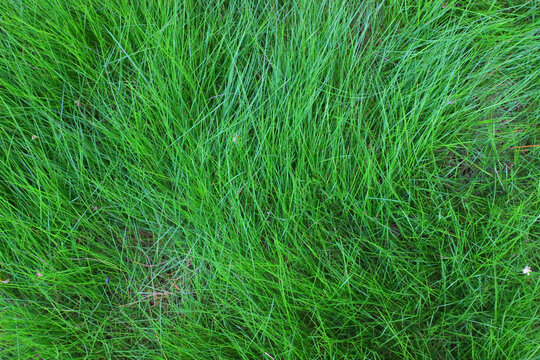 绿草背景