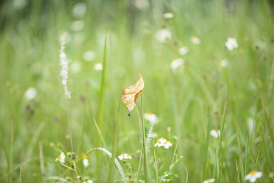 生机勃勃的小草