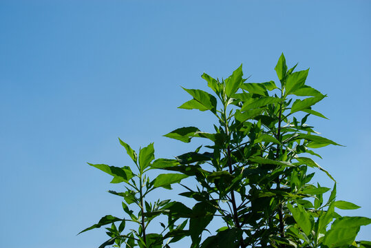 蓝天绿枝素材背景