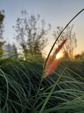 狼尾草与夕阳