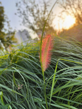 夕阳与狼尾草