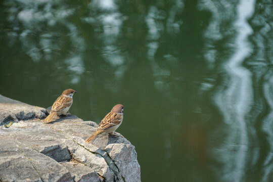 湖边有两只可爱的小麻雀