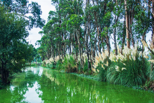 昆明滇池国家湿地