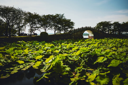 夏日长生桥