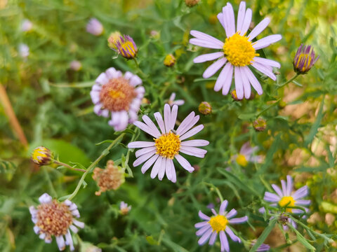 邹菊野花花卉