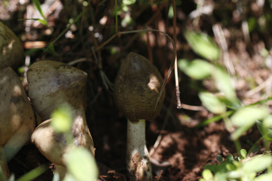 野生鸡枞菌山里的鸡枞菌