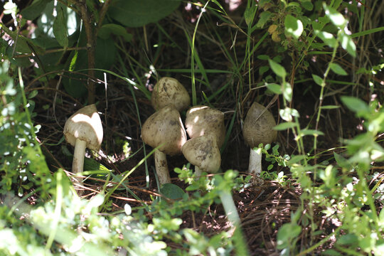 野生鸡枞菌山里的鸡枞菌