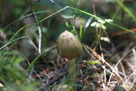 野生鸡枞菌山里的鸡枞菌