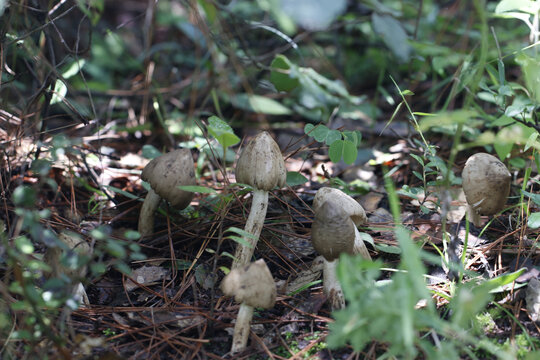 野生鸡枞菌山里的鸡枞菌