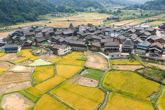 航拍通道横岭侗寨秋收稻田