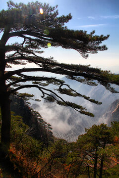 黄山松树