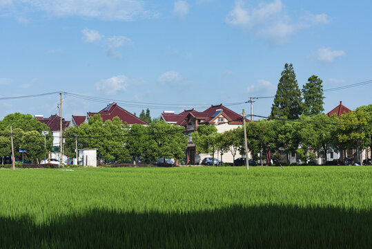 蓝天水稻