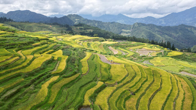 梯田秋景