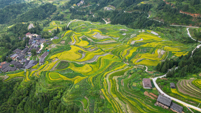 梯田秋景