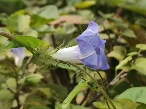 牵牛花