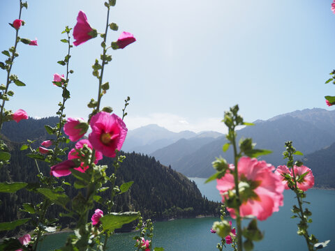 天山天池花