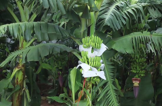 香蕉种植园