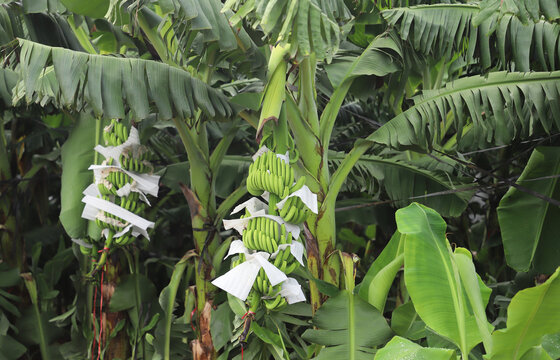 香蕉种植园