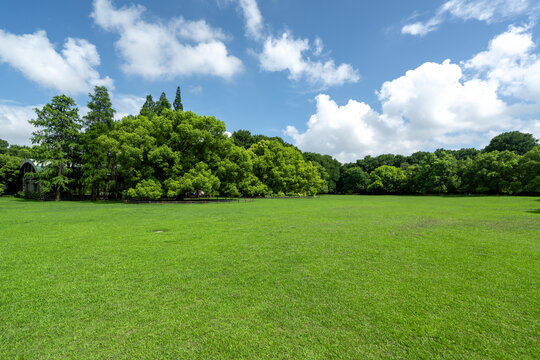 阳光树林草地