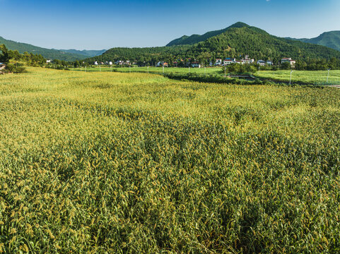 希望的田野