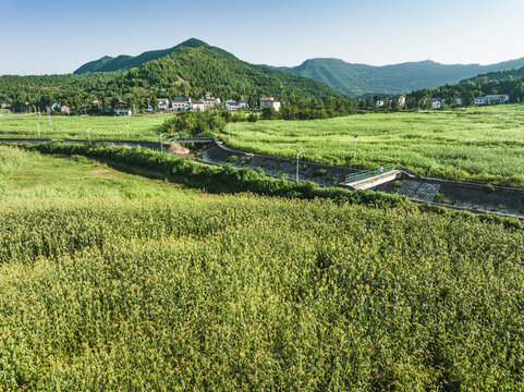 希望的田野