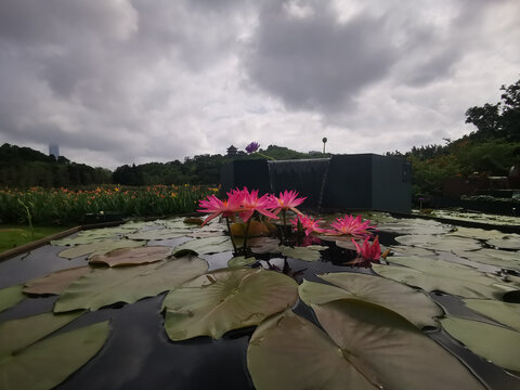 水生花卉睡莲与荷花