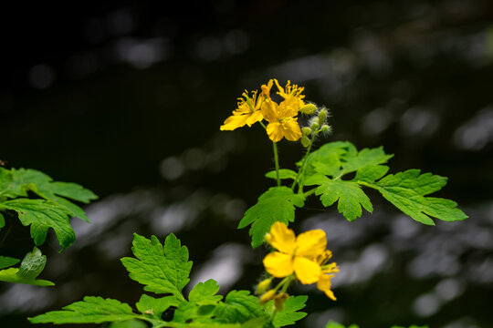 水边野花拍摄