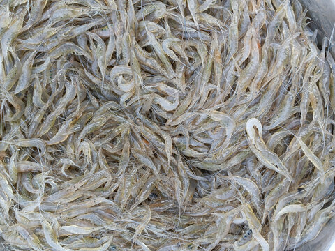 鲜活虾米