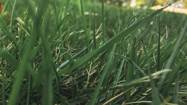 青草小草绿草地