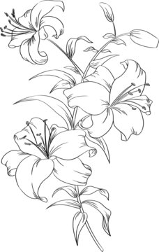 素描手繪百合花束線稿