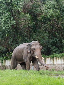 亚洲象雄性25岁龄