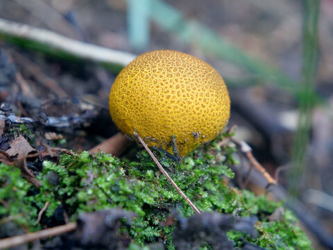 野外黄蘑菇